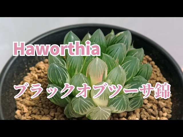 Haworthia ブラックオブツーサ錦 - YouTube