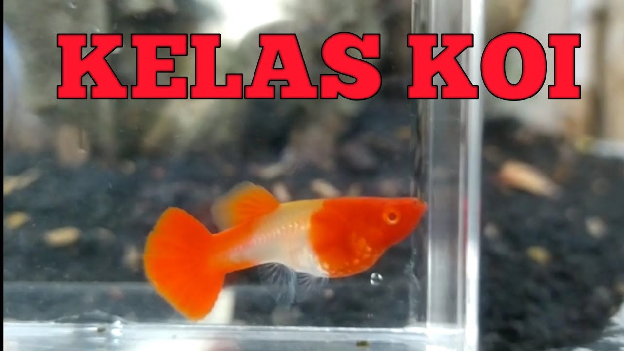 Kriteria Penilaian Kontes Ikan Guppy - Breeder guppy harus tau