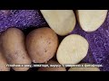 Сорт картофеля Аризона. Potato seeds Arizona.