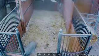 Live Cam Foal Watch DND - Two Mares Due - 02.21.26