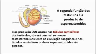 De testosterona circulação