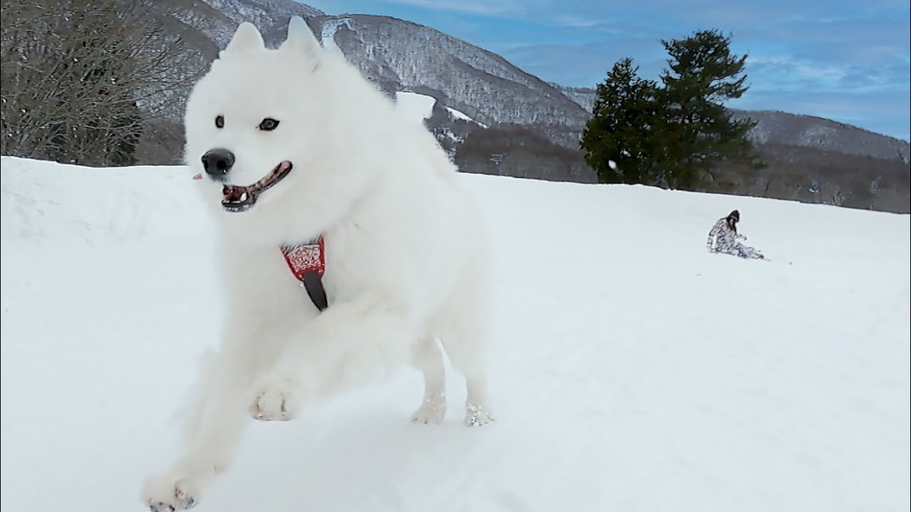 ノーリードでゲレンデを爆走する雪国犬がカッコよすぎました…！【サモエド】