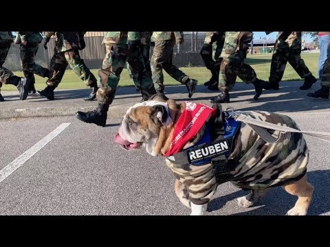 reuben-the-bulldog:-the-veteran's-day-parade
