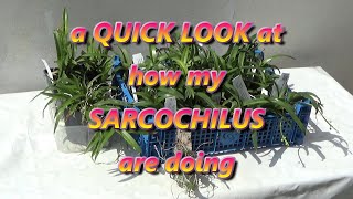 a QUICK LOOK at how my SARCOCHILUS COLLECTION is doing