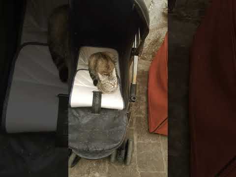 أيها الطيبين الطاهرين لاتنسوا الصلاة والتسليم على رسول الله فهي مفتاح كل خير في الدنيا والآخرة