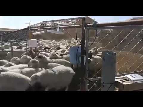 UHF RFID Reader for  Animal management