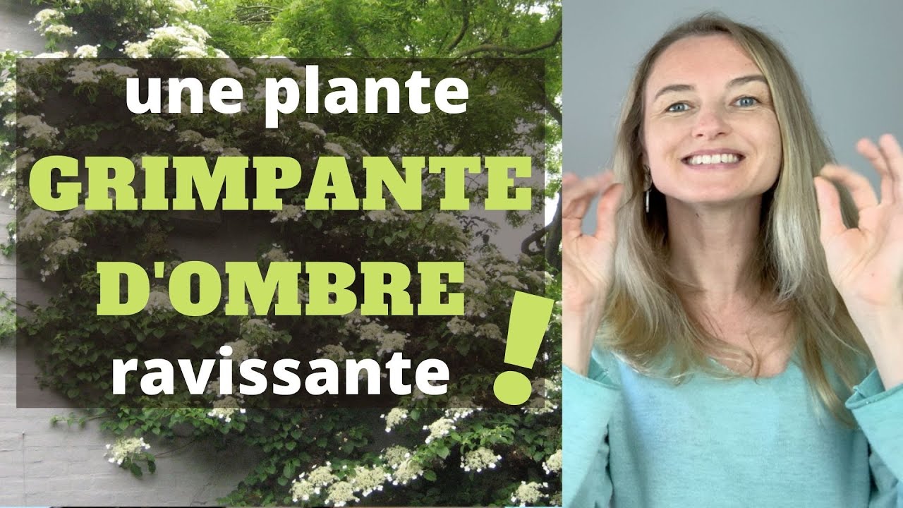 Une plante GRIMPANTE d'OMBRE ravissante !