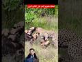 شاهد لحظة هجوم النمر على هذا الكلب البري الأفريقي  فقام النمر بعظ عنق الكلب البري وهو وحيدا  ثم سمعت سمعها