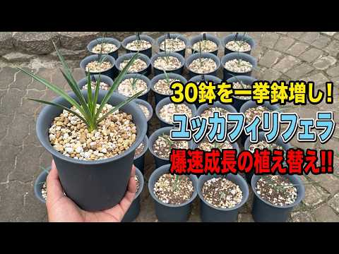 ユッカフィリフェラ！植え替えと適した用土の紹介‼＃yucca＃ユッカ