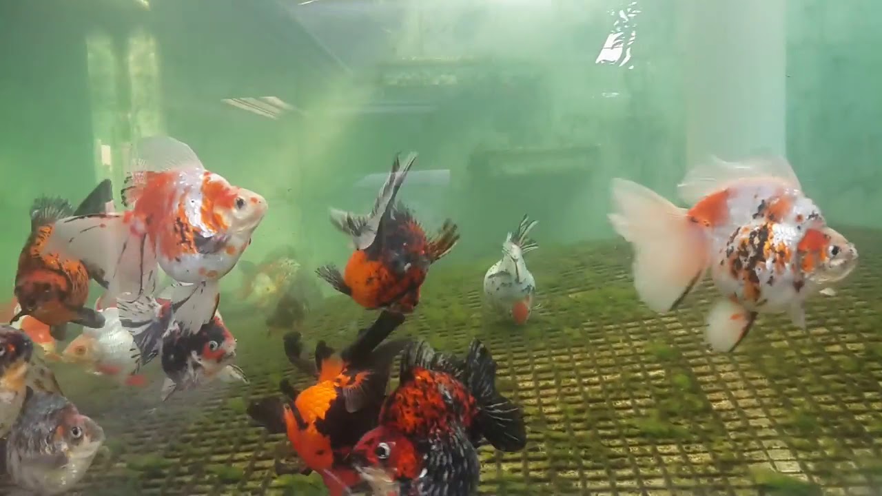 Goldfish kingdom YouTube