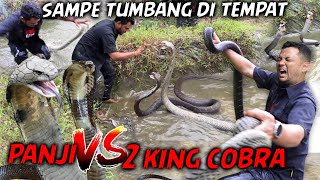 DIHADANG 2 KING KOBRA GANAS ‼️ PERTARUNGAN MAUT PANJI VS DUA MONSTER MEMATIKAN