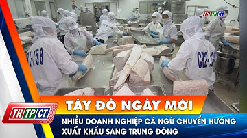Nhiều doanh nghiệp cá ngừ chuyển hướng xuất khẩu sang Trung Đông | Cần Thơ TV