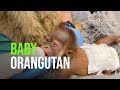 Audubon Zoo Consulting With Children’s Hospital New Orleans To Treat Newborn Orangutan