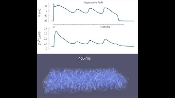 NCX-mediated Subcellular Ca2+ Dynamics Underlying Early Afterdepolarizations in LQT2 Cardiomyocytes