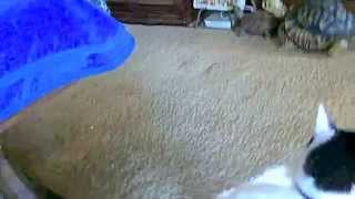 Winnie wobbly Walking, Jan 17, 2015