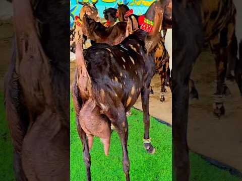 گوٹ فارمیگ کاموری تیار بکریاں کاموری بکریاں 03496789033