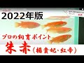 品種別【観賞メダカの飼い方育て方】朱赤（楊貴妃・紅帝）メダカ