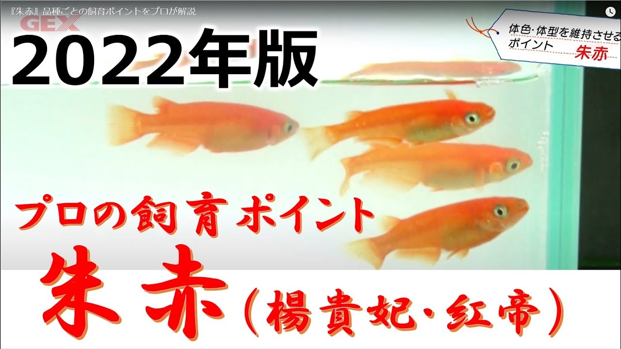品種別【観賞メダカの飼い方育て方】朱赤（楊貴妃・紅帝）メダカ - YouTube