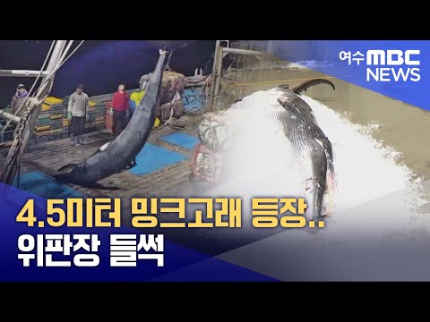 4.5미터 밍크고래 등장.. 위판장 들썩 -R (241217화/뉴스데스크)
