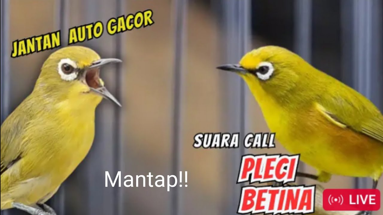 Pancingan Pleci Dakbal Agar Ngeriwik Kasar ‼️ Pancingan Pleci Ribut Perangsang Pleci Jadi Gacor 