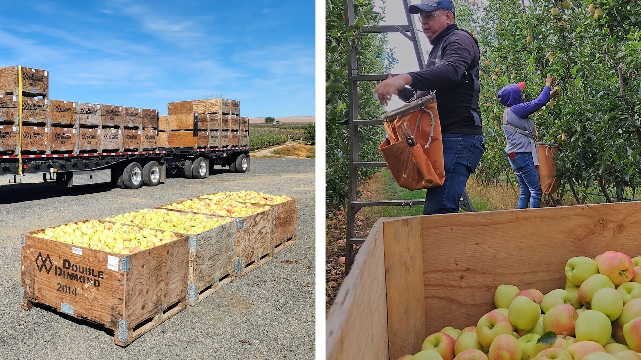 ¿CUÁNTO *TIEMPO* SE TARDA UNA PAREJA 👫 EN LLENAR UN BEN 📦 DE MANZANA 🍎🍏