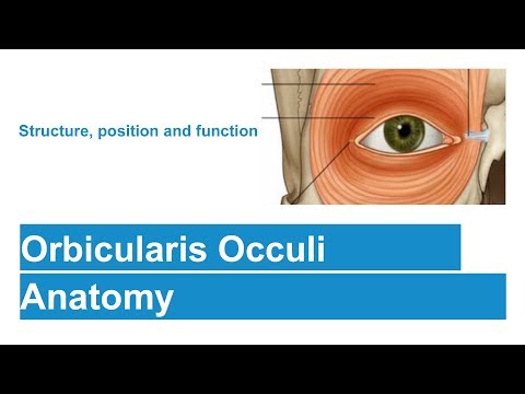 Video: Orbicularis Oculi, Fungsi Otot, Asal & Anatomi - Peta Tubuh