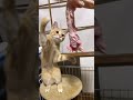 Eager Cat