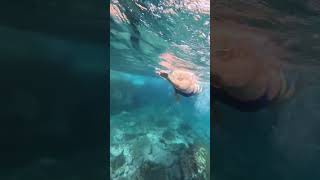 Swimming in the Clear Water of Madeira Island 2025