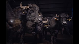 Behind The Label An Investigation Into Italys Buffalo Mozzarella Industry