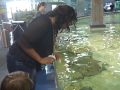 Trying to feed a stingray