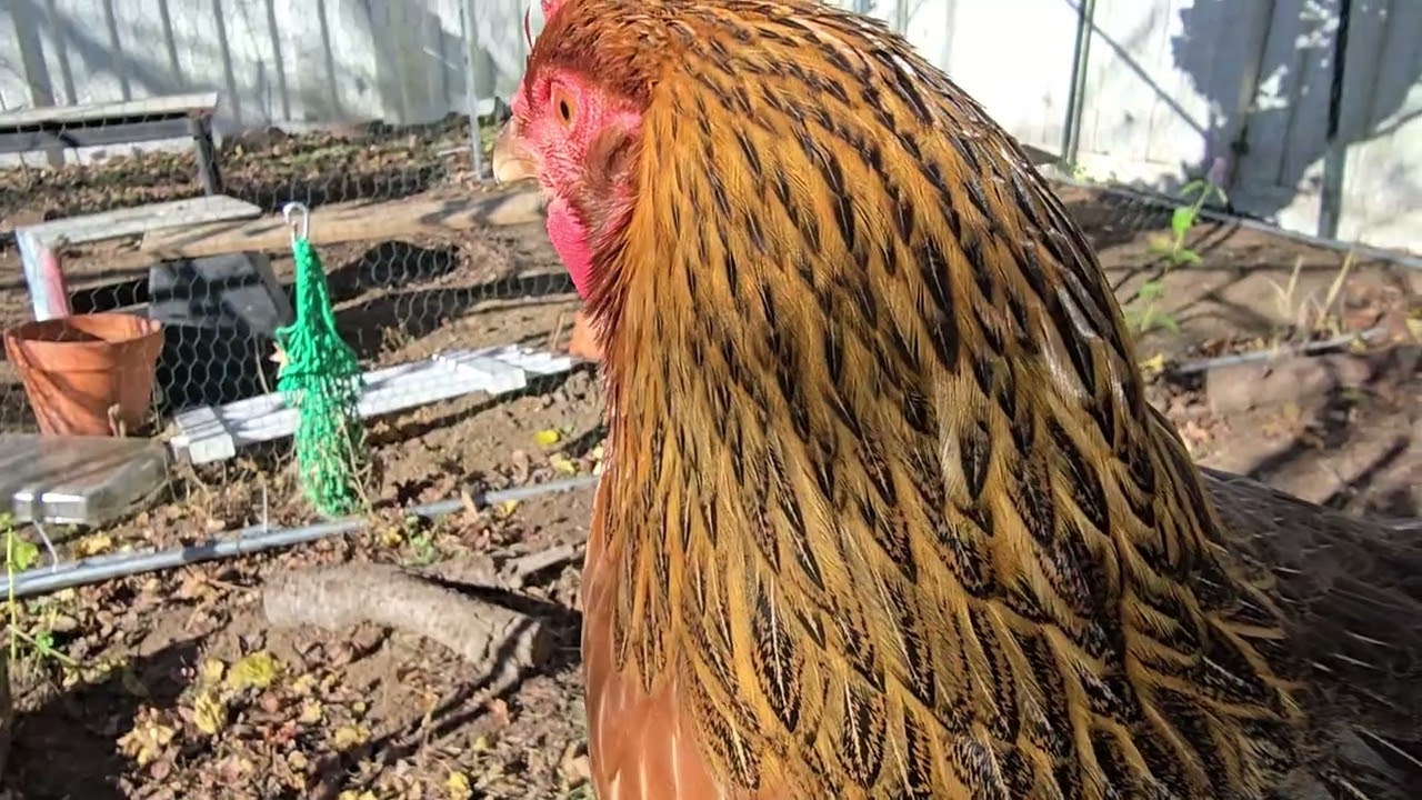 33 Week Old Welsummer Chicks- How Do I Solve the Rat Problem ???