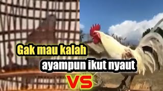 Suara Perkutut disaut ayam #dovesounds