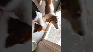 Basset Hound wakes up with boots.