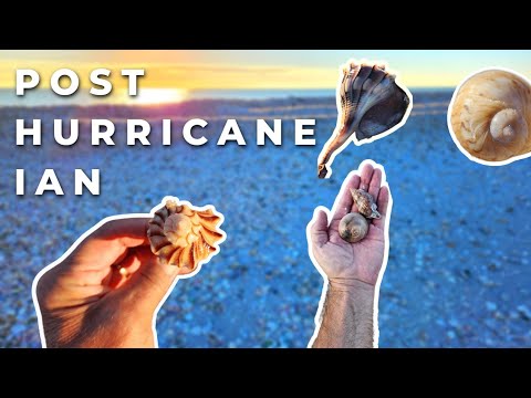 Post Hurricane Ian 10k SHELLING Trailer 🌀🐚 - YouTube