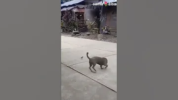 توت توت شد حيلك يا كتكوت 