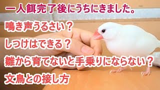 質問に答えながら雑談（成鳥から飼った例）