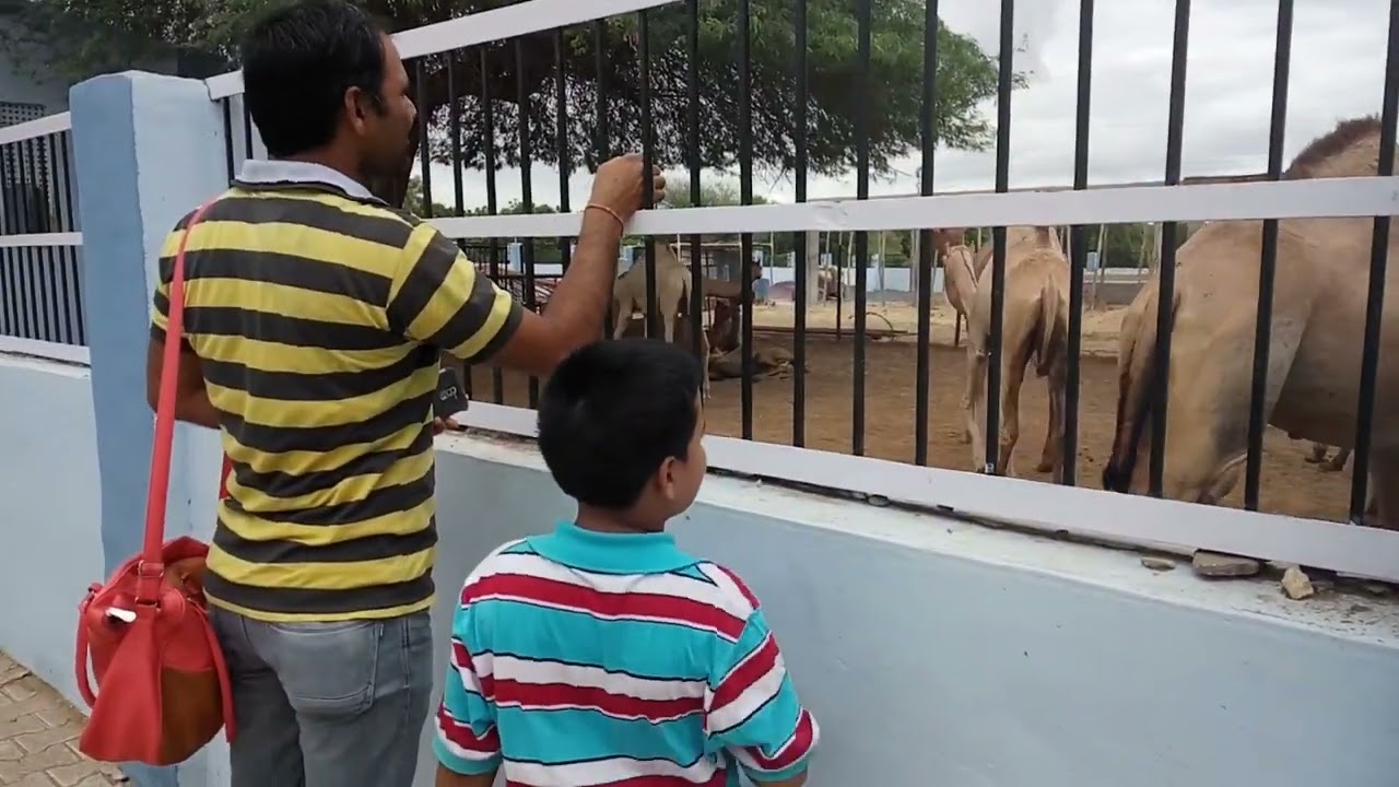 White Camels in Asia's  Biggest Camel Reproduction  Farm in Bikaner Rajasthan
