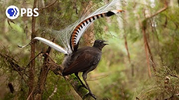 Male Lyrebird Manipulates Female Into Mating