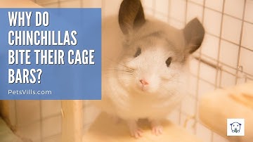 Why Do Chinchillas Chew on Their Cage & How to Stop Them