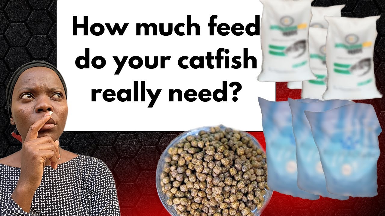 Grow Your Catfish Faster With This Feeding Guide; Catfish Feeding Part 3