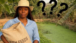 How Much Feed Your Fishes Should Consume??