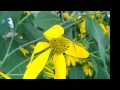 Interesting Mosquito Like Insect Feeding on Flower