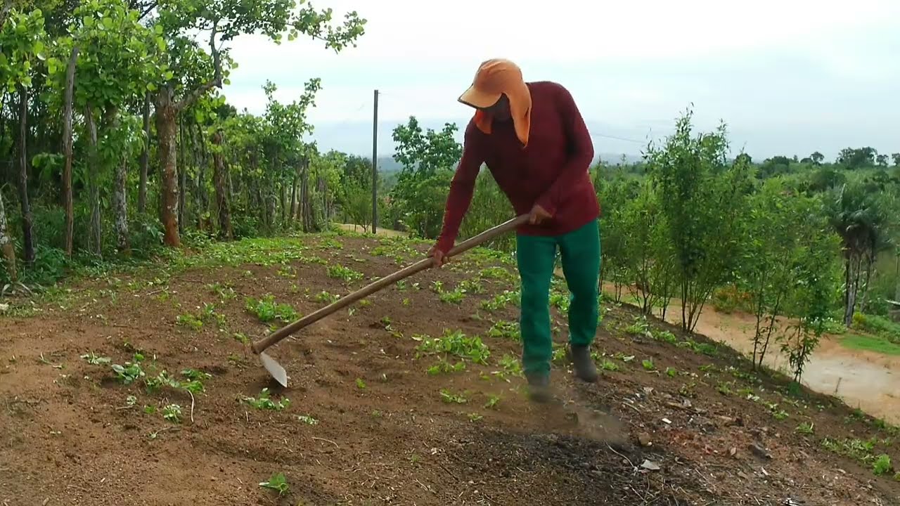 FINALIZEI A LIMPEZA DA ROÇA ONDE VOU PLANTA FEIJÃO 🫛 NO INVERNO 