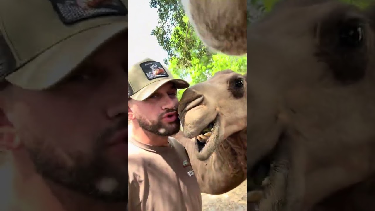 CAMELS SMILE