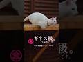 ジャンプが好き【『白い小悪魔』しろくまちゃん】