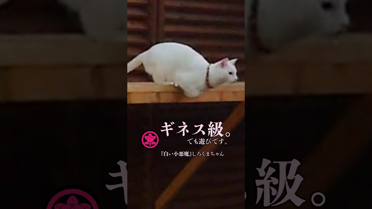 ジャンプが好き【『白い小悪魔』しろくまちゃん】