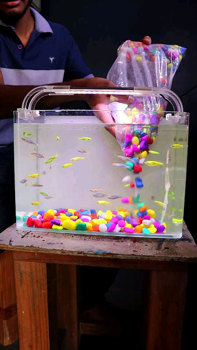 இந்த தப்பு மட்டும் பண்ணாதீங்க 🤔 #cloningaqua #fish #aquarium #fishaquarium #exoticfishes
