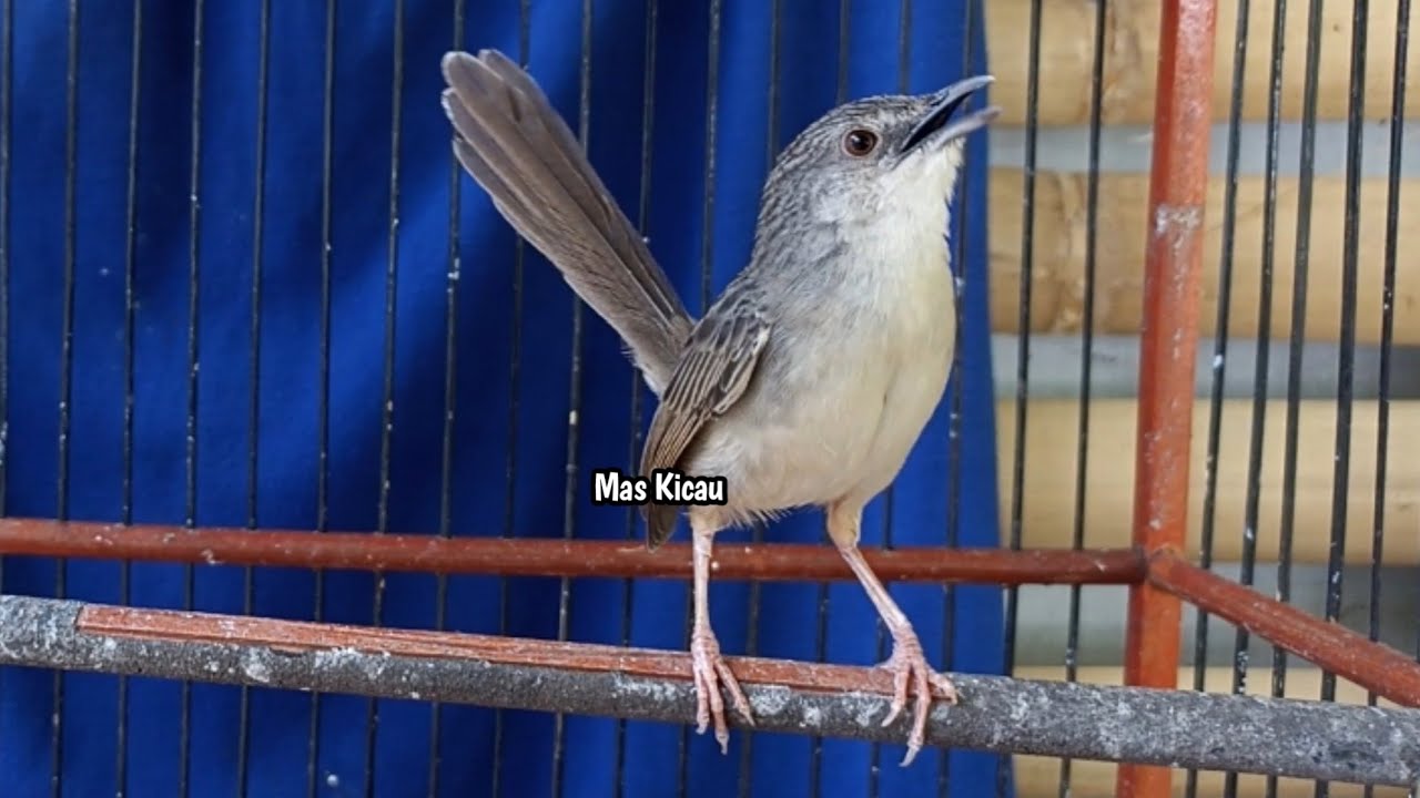 Masteran Ciblek gunung tembakan variasi