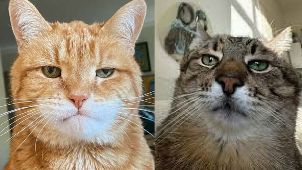 30 МИНУТ🔥🤪 Эти забавные моменты с кошками ГАРАНТИРОВАННО сделают ваш день! (Милые котики)