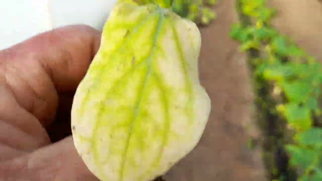 Херсонщина.Насадив огірок де випав.